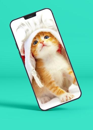 Kitten Wallpapers - عکس برنامه موبایلی اندروید