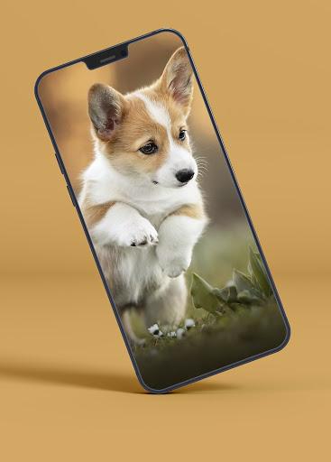 Puppy Wallpapers - Image screenshot of android app