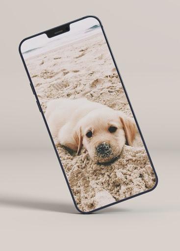 Puppy Wallpapers - عکس برنامه موبایلی اندروید