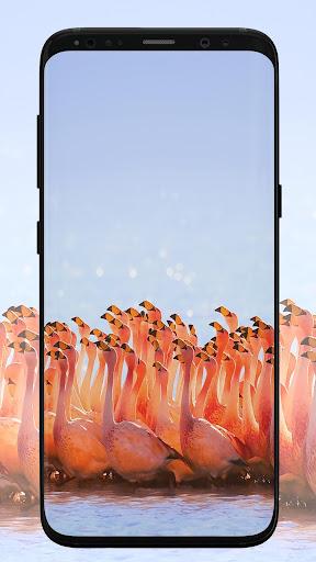 Flamingo Wallpaper - Image screenshot of android app