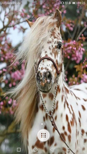 Horse Wallpaper - Image screenshot of android app