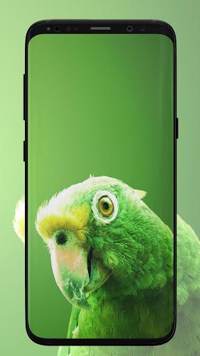 Parrot Wallpaper - Image screenshot of android app