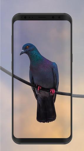 Pigeon Wallpaper - Image screenshot of android app