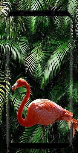 Tropical wallpapers - Image screenshot of android app