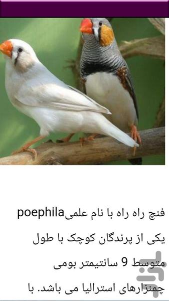 آموزش پرورش فنچ - عکس برنامه موبایلی اندروید