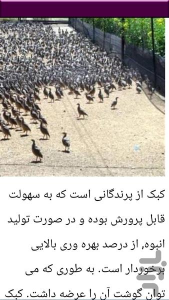 پرورش کبک - Image screenshot of android app