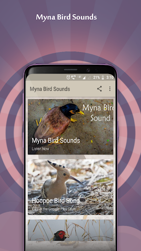 Myna Bird Sounds - Image screenshot of android app