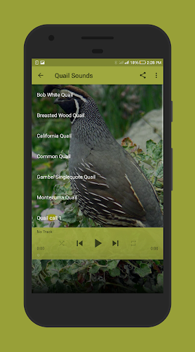 Quail Sounds - Image screenshot of android app