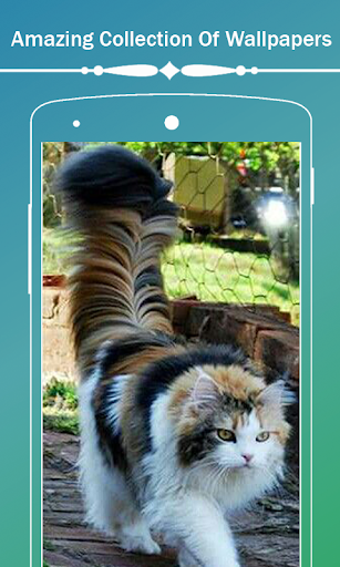 Cute Cat HD Wallpapers - Image screenshot of android app