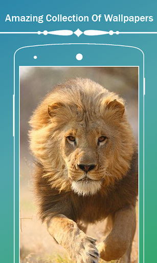 Lion HD Wallpapers - Image screenshot of android app