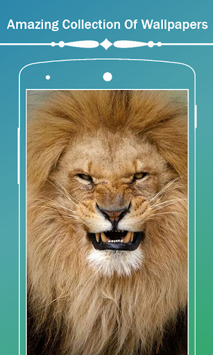 Lion HD Wallpapers - Image screenshot of android app