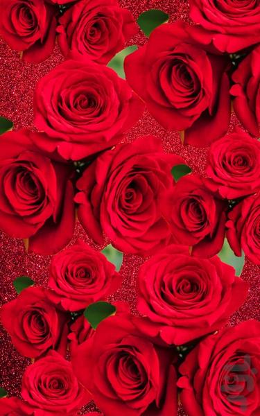 Rose image background - Image screenshot of android app