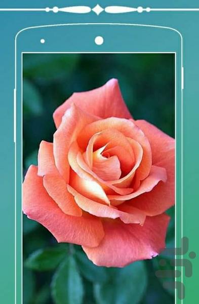 Rose image background - Image screenshot of android app