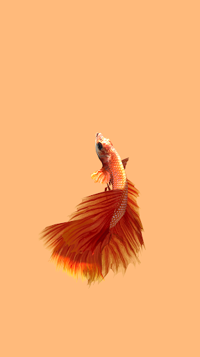Betta Fish ۳D Lite - عکس برنامه موبایلی اندروید