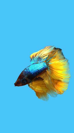 Betta Fish ۳D Lite - عکس برنامه موبایلی اندروید