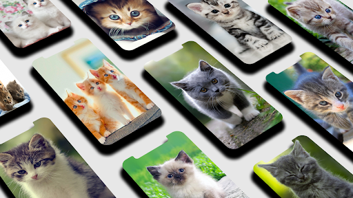 Kitten Wallpaper - Image screenshot of android app