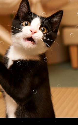 Funny Cat Live Wallpaper - Image screenshot of android app