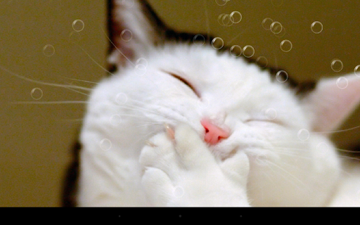 Funny Cat Live Wallpaper - عکس برنامه موبایلی اندروید