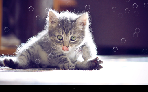 Funny Cat Live Wallpaper - عکس برنامه موبایلی اندروید