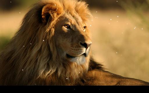 Lion Live Wallpaper - Image screenshot of android app