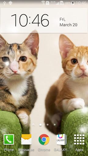 Q Cats Live Wallpaper - Image screenshot of android app