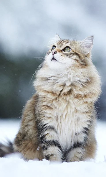 Snow Cats Live Wallpaper - Image screenshot of android app