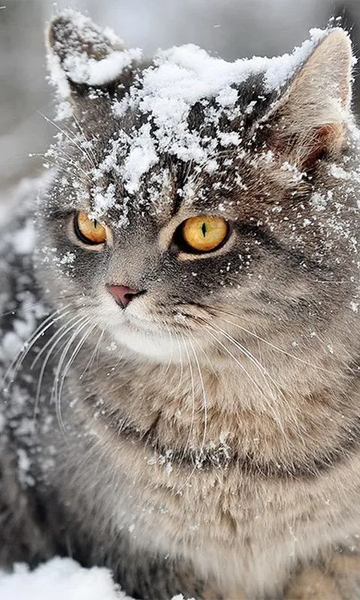 Snow Cats Live Wallpaper - عکس برنامه موبایلی اندروید