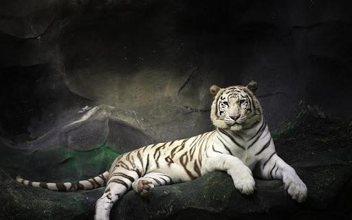 Tiger Live Wallpaper - Image screenshot of android app