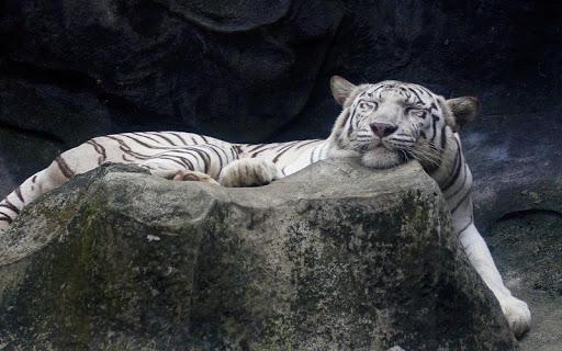 Tiger Live Wallpaper - Image screenshot of android app