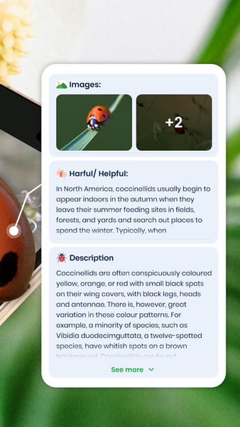 Picture insect: Bug identifier - Image screenshot of android app