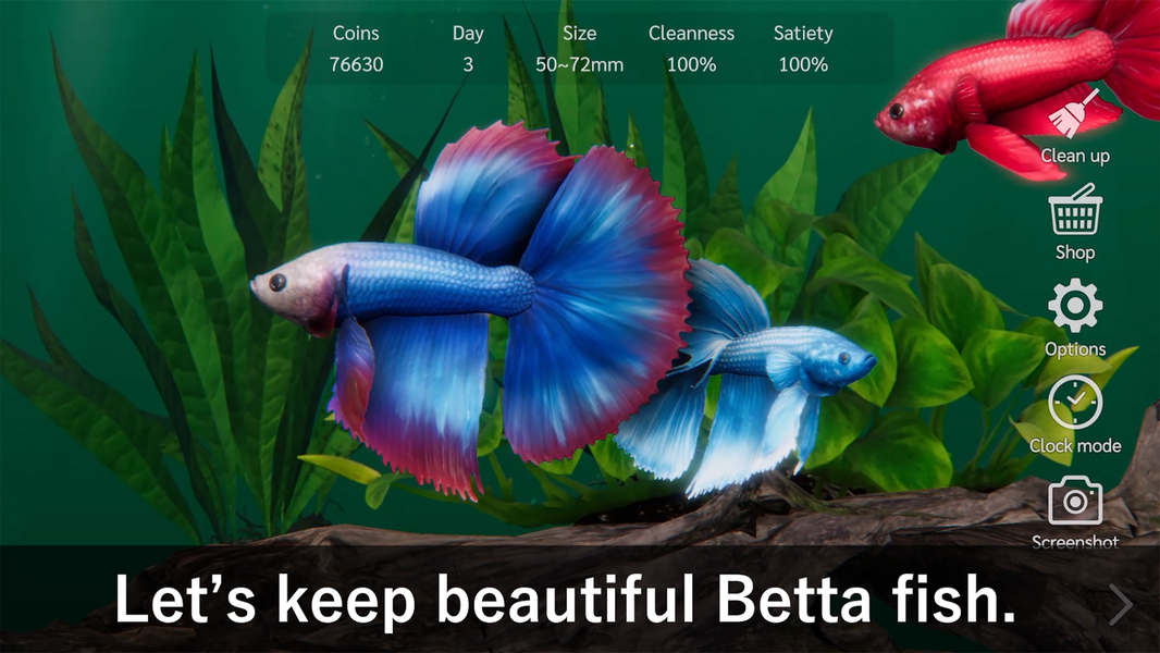 Bettarium - Betta Fish Tank - Gameplay image of android game