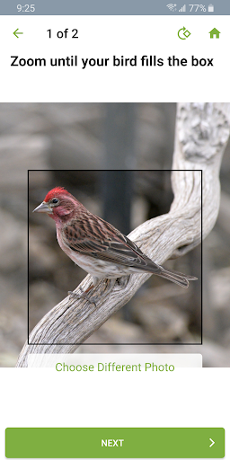 Merlin Bird ID by Cornell Lab - Image screenshot of android app