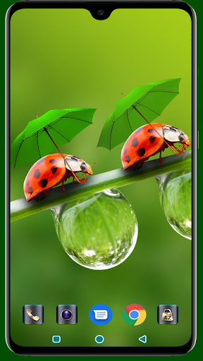 Lady Bug Wallpaper - Image screenshot of android app