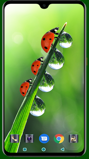 Lady Bug Wallpaper - Image screenshot of android app