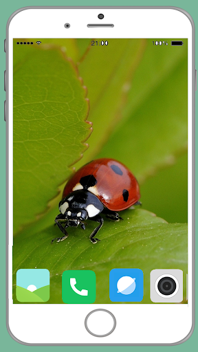 Ladybug Full HD Wallpaper - Image screenshot of android app