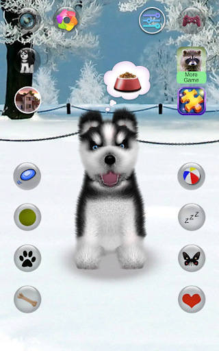 Talking Siberian Husky - Image screenshot of android app