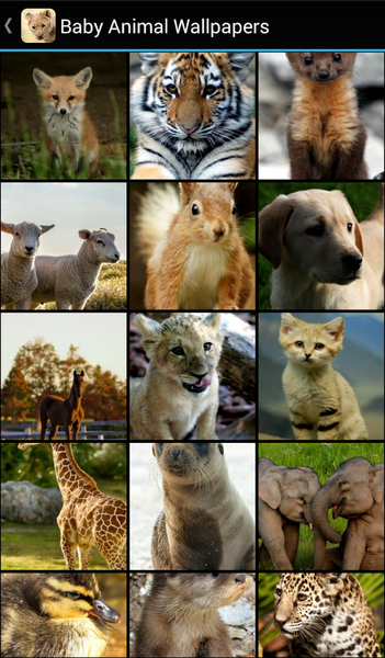 Baby Animal Wallpapers - Image screenshot of android app