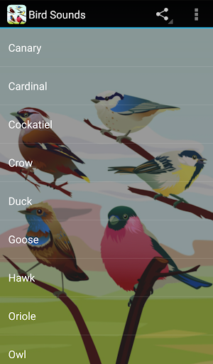 Bird Sounds - عکس برنامه موبایلی اندروید