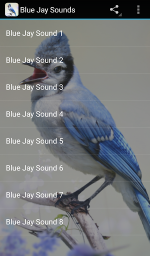 Blue Jay Sounds - Image screenshot of android app