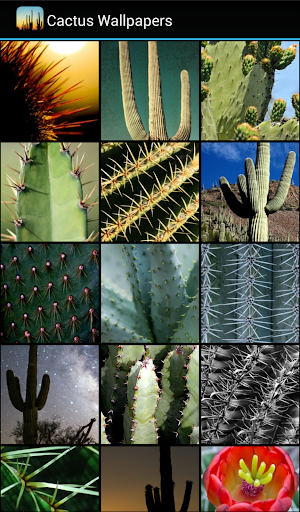 Cactus Wallpapers - عکس برنامه موبایلی اندروید