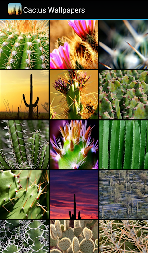 Cactus Wallpapers - Image screenshot of android app