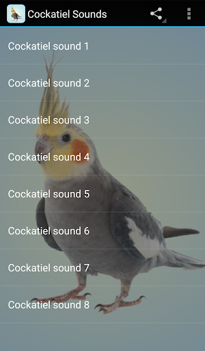 Cockatiel Sounds - Image screenshot of android app