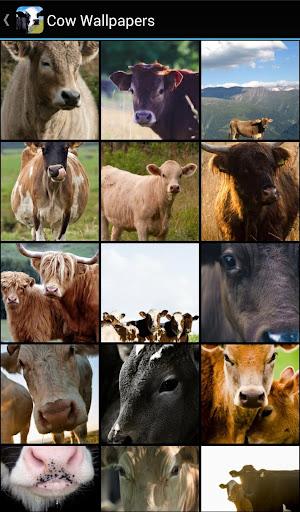 Cow Wallpapers - Image screenshot of android app