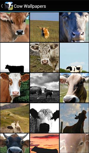 Cow Wallpapers - Image screenshot of android app