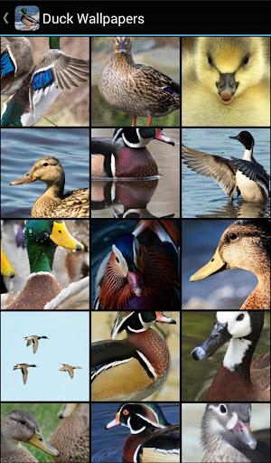 Duck Wallpapers - عکس برنامه موبایلی اندروید