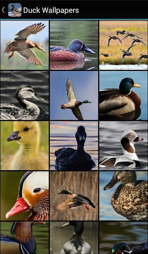 Duck Wallpapers - Image screenshot of android app