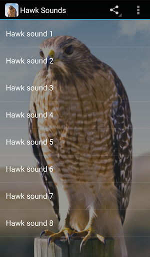 Hawk Sounds - Image screenshot of android app