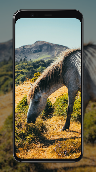 Horse Wallpapers - عکس برنامه موبایلی اندروید