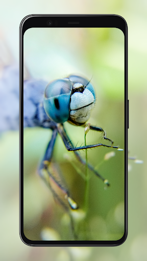 Insect Wallpapers - Image screenshot of android app