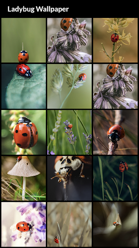 Ladybug Wallpapers - عکس برنامه موبایلی اندروید